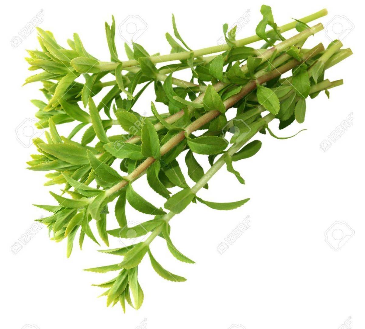 10 Rice paddy herb Limnophila aromatica, Ngo om, rau ngo 10 Rice paddy herb Limnophila aromatica, Ngo om, rau ngo