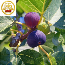 Large Fig Tree Brown Turkey in a 5L Pot, Ready to Fruit, Sweet Taste, ®