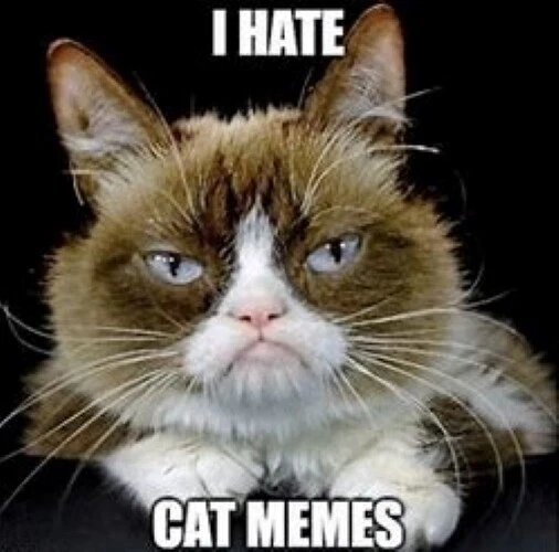 I Hate Cat Memes Grumpy Cat NO! ill-tempered discontented Grouch Goof Pet  MAGNET | eBay