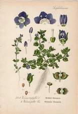 Thome 1904 Antique botanical print: Veronica triphyllos Speedwell Blue Flowers