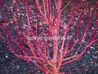 Rare Japanese maple cultivar 6yr 'Pacific Fire'