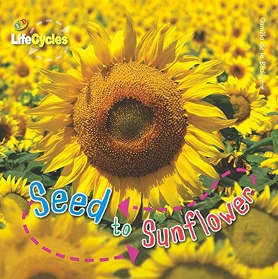 Seed to Sunflower (Lifecycles) (Qed Lifecyc... by Camilla de la Bedoye Paperback