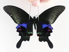 PA19179. Insects, butterflies: Papilio sp. Vietnam, Yen Bai