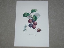 STAMPA A TORCHIO COLORATA A MANO cm 35x50 - Frutta - edizioni Imprimerie