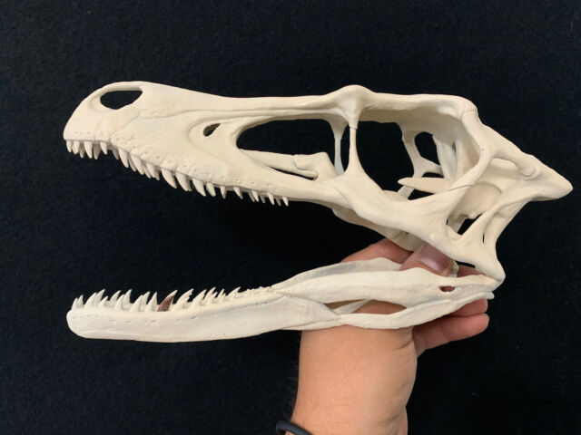 Skull Dinosaur Velociraptor Mongoliensis 1 Genuine Dent Museum Quality ...