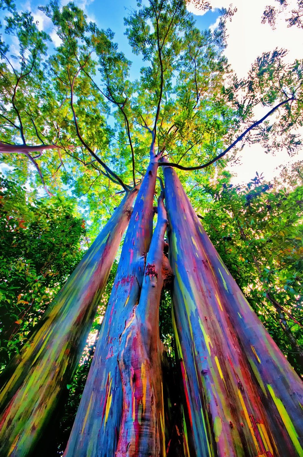 Rainbow Tree 10 Seeds Eucalyptus Gum Electric Bark Hot Item Rare Seed For Sale Online Ebay Rainbow Tree 10 Seeds Eucalyptus Gum Electric Bark Hot Item Rare Seed For Sale Online Ebay