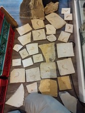 Original Fossilien Sammlung aus Solnhofen