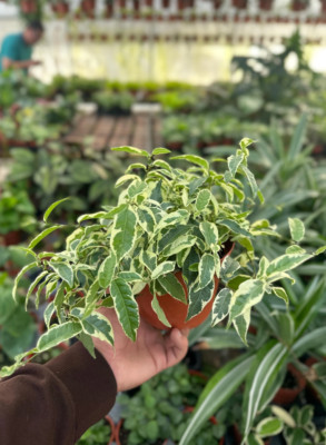 Variegated Ficus Sagittata - 6'' from MyPlants