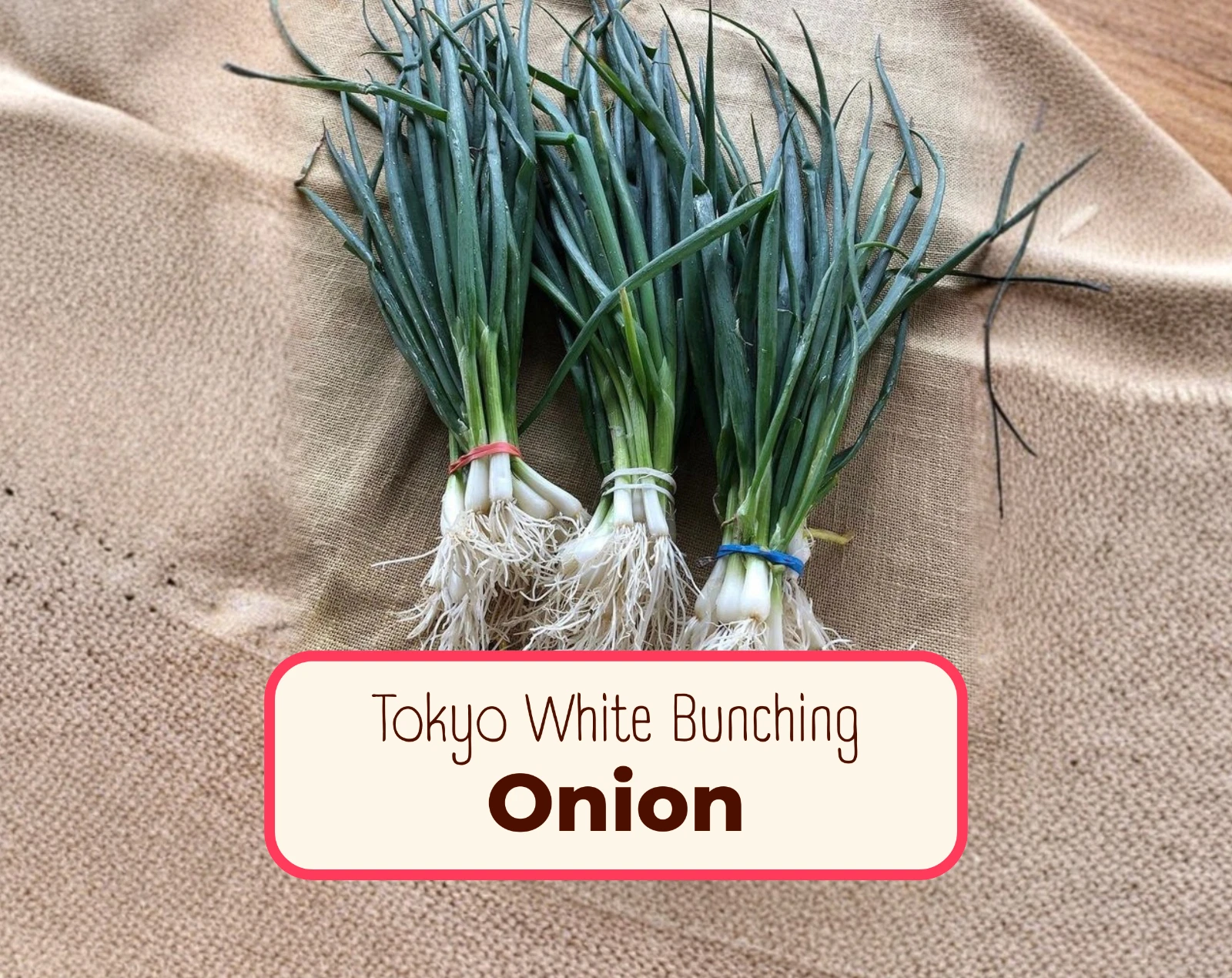 Axel's Garden Seeds Tokyo Long White Bunching Onion Seeds - Thumbnail 3
