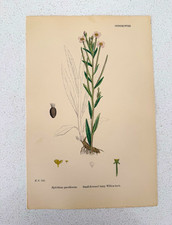 Antique Botanical Print Epilobium Parviflorum Hairy Willow Herb Original Plate