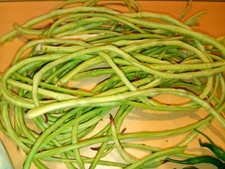 15 Organic Asian Long Bean Seeds Early,Pale green,Skinny,Very long Variety 
