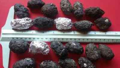 Medium Barn Owl Pellets 1 1/2 inch & up