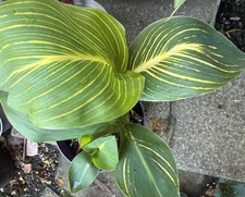 2L Canna Tropicana Gold Fully Rooted Flower Lily Variegated Leaves