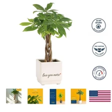 Elegant Money Tree Live Plant in Decorative Pot - Air Purifying Home Decor