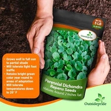 1 LB Dichondra Seed For Planting - Dichondra Repens Ground Cover Seeds