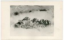 COCKER FIELD SPRINGER SPANIEL DOGS GROUP ANTIQUE 1897 ART PRINT by ARTHUR WARDLE