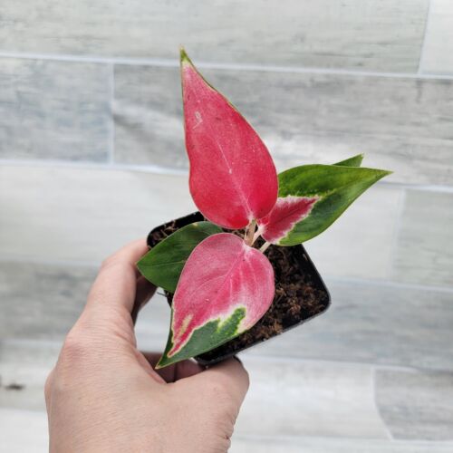Aglaonema Suksom Jaipong,Chinese Evergreen, Lush Foliage, Air-purifying in 3"pot - Picture 4 of 15