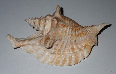 150 mm GREAT Strombus Aliger Gallus Conch Seashell #AJ1 From Alcobaca Island