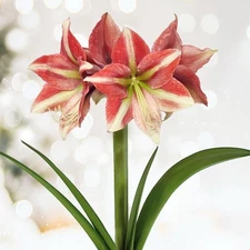 Garden State Bulb Opal Star Amaryllis Flower Bulb, 26/28cm, Holiday Blooms!