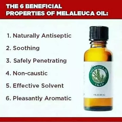 Melaleuca Teebaumöl Antiseptikum T36-C5 30ml (1,0 Flüssigunzen) x 5 - Bild 5 von 6