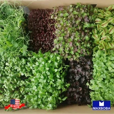 Fresh!! Cress Herb Seeds Non-GMO Heirloom