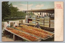Postcard Packing Oranges in California Unposted Album Damage