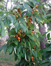 American Persimmon Diospyros virginiana from Indiana Organic 20 ct Taste Great 