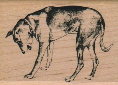 Dog Looking Down 2 1/4 x 3'' Rubber Stamp, Dog Stamp