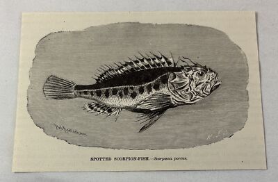 1885 book engraving ~ SPOTTED SCORPION FISH