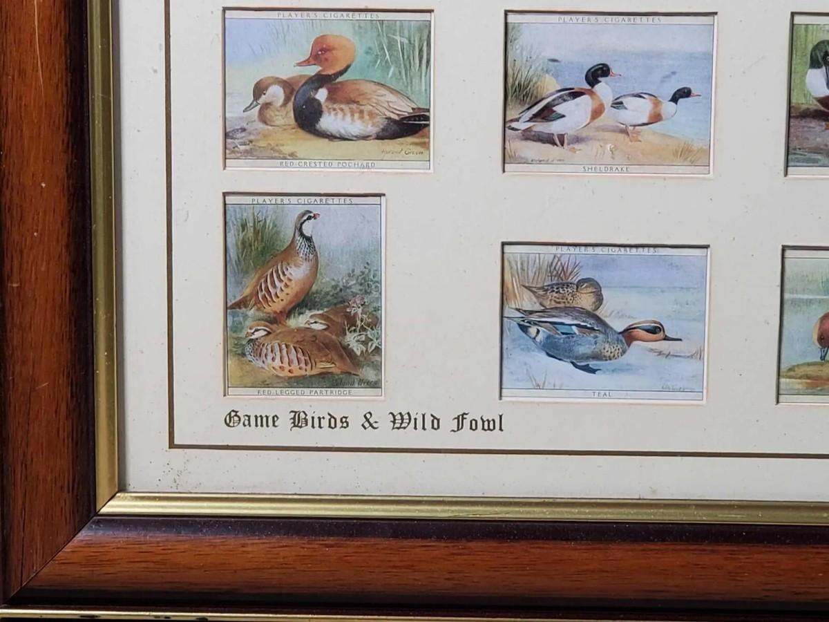 Players Cigarette Cards Game Birds & Wild Fowl 1928, Complete Set 25 Framed