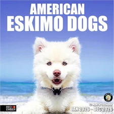 American Eskimo Dogs 2026 Wall Calendar 12 Month | 12" X 24" Open | Thick & Stur