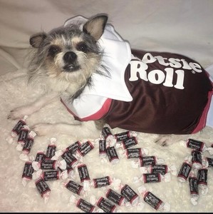 Tootsie Roll Dog Costume Rasta Imposta, Size S, Fits 8-13 Lbs 1 Piece Polyester