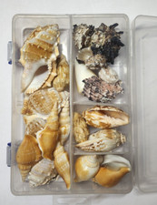 Hermit Crab Shells 17-18PCS Medium Small Growth Turbo Seashells 0.6-1.6 Inch