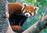 Red Panda Bear Card - Rp6 on sale Red Panda Bear Card - Rp6 on sale