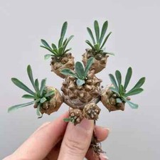 8cm Succulent Cactus Plant Euphorbia Gabizan(5-7 Heads)Cactaceae Beautiful Plant