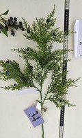 Artplants KüNstlicher Zweig Wacholder Nafirne, Beeren, GrüN-Dunkelblau, 65Cm