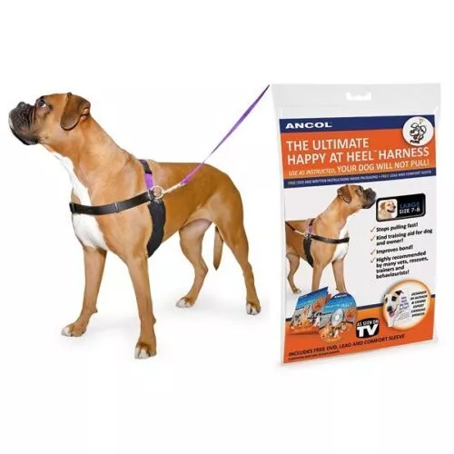 Happy at top heel dog harness