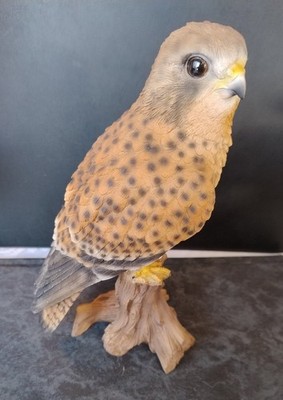 Turmfalke Qualität Vogel hoch 8'' lang 4'' TOP ZUSTAND