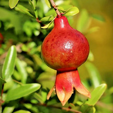 150 Dwarf Nana Pomegranate Seedss Punica granatum For Planting