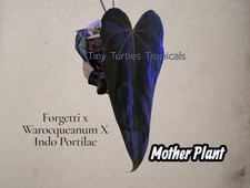 Anthurium Forgetti x Warocqueanum X Indo Portilae clone with foliage