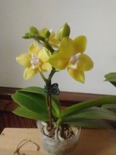 Phalaenopsis Younghome Golden Pixie - Fragrant - 2 low spikes