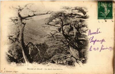 CPA AK ALGERIEN Geiser 1 Teniet-El-Haad La Foret des Cédres (756514)