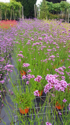 Verbena Bonariensis, Verveine De Buenos Aires
