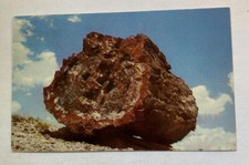 Vintage Postcard ~ Large Log Petrified Forest National Monument ~ Arizona AZ