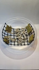 Medium Live Silkworms w/1oz chow (30 Medium Live Silkworms & Food)