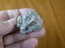 PP500-12) 1 oz Real Fossil Crocodile croc POOP doo doo Triassic era specimen AZ