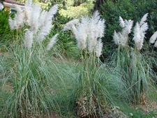 2 white Pampas Grass in 3.5 Inch Containers (2 Pots of Plants)