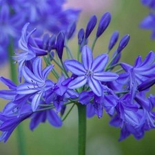 Pretty Imported Double Agapanthus Blue Colour Flower Bulbs Pack Of 2 Bulbs