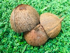 Natural COCONUT SHELL Halves CEYLON Eco Frien...