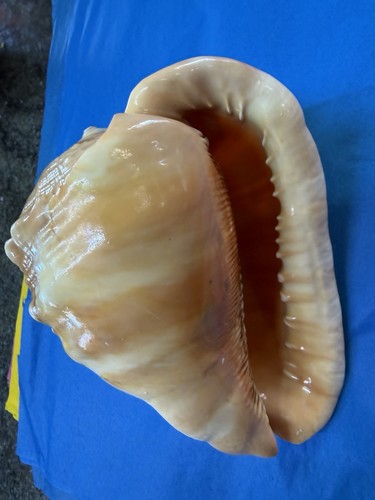 Bullmouth helmet Natural Sea shell, used in cameo work. 6” long 5” wide